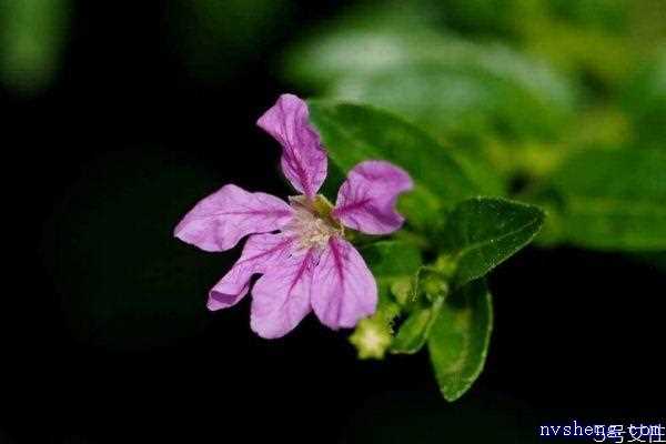 萼距花的花语是什么呢 萼距花的种植有什么注意的呢