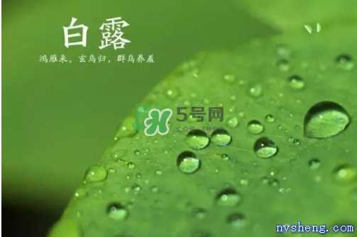 白露可以种什么菜？白露过后能种植什么蔬菜？