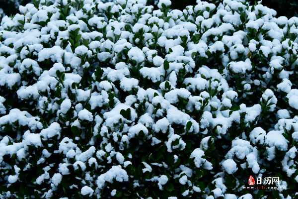 冬青上压在厚厚的积雪