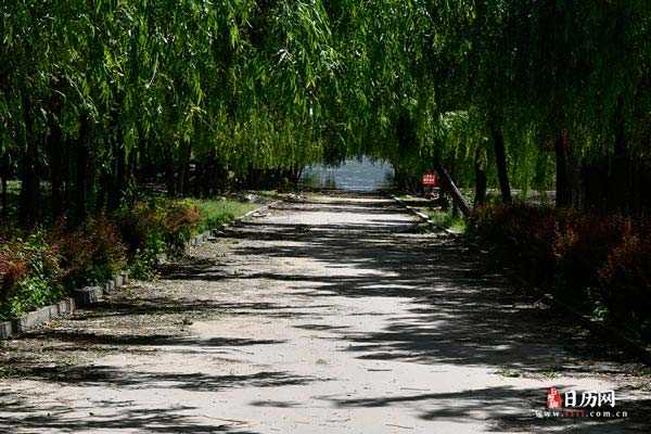 风景之道路和树