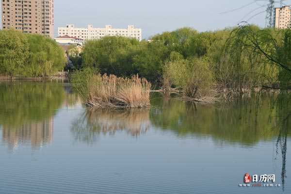 风景之柳树和水