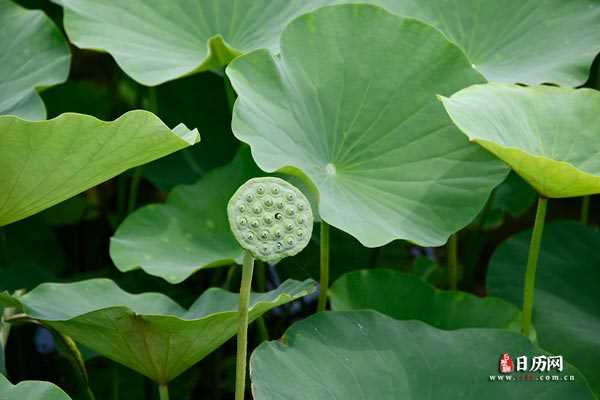 荷花池莲蓬荷叶夏天绿色植物-