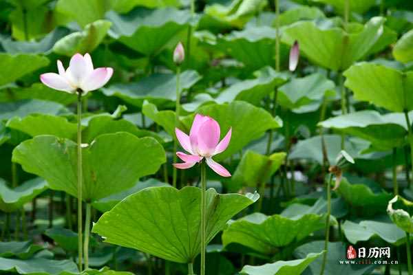 荷花池塘花苞花瓣夏天粉色清新绿色自然