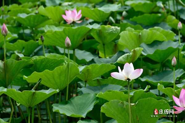 荷花池塘花苞花瓣夏天粉色清新绿色自然