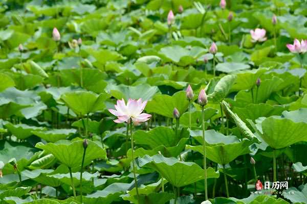 荷花池塘花苞花瓣夏天粉色清新绿色自然