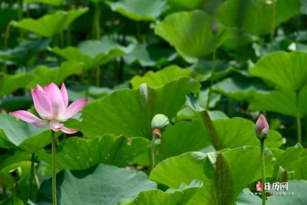 荷花池塘花苞花瓣夏天粉色清新绿色自然