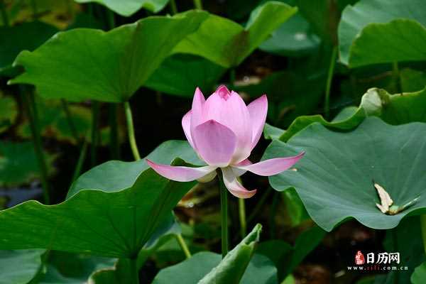 荷花池塘花蕾花瓣夏天粉色清新绿色自然-