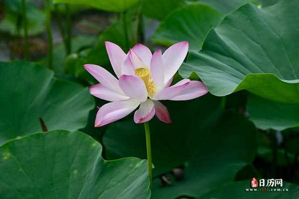 花蕊莲蓬荷塘荷花池夏天荷叶-