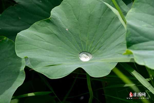 夏天绿色荷叶水珠荷塘-