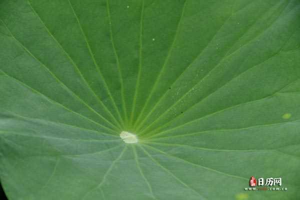 夏天绿色荷叶植物