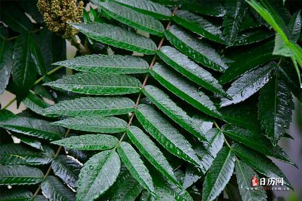 清新下雨天雨水淋湿大自然植物