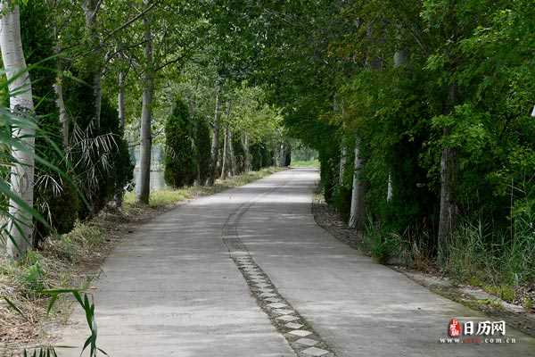 树林风景林荫小道