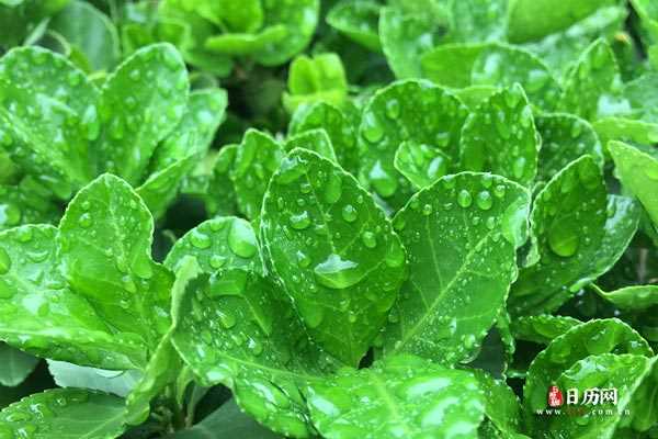 下雨后的绿植冬青