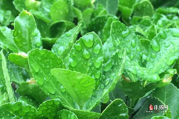 下雨后的绿植冬青