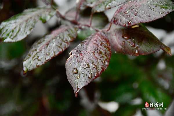 下雨天树叶雨滴雨水叶面水珠水滴落下掉落