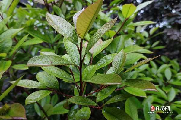 下雨天树叶雨滴雨水叶面水珠水滴落下掉落