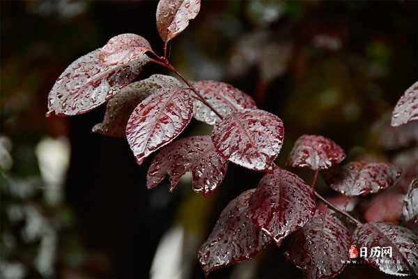 下雨天雨滴落在树叶上