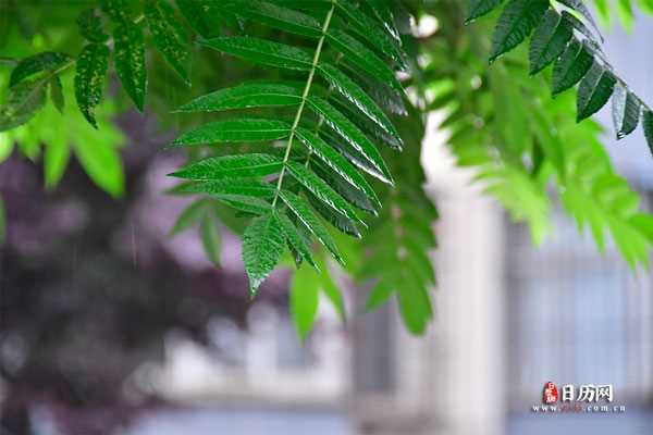 雨滴飘落下的绿色植物叶子