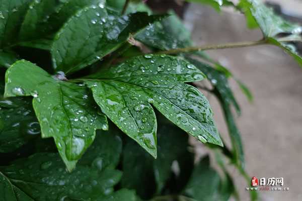 下雨天雨水打湿的叶子