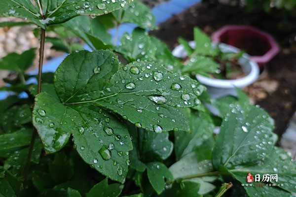 下雨天雨水打湿的叶子