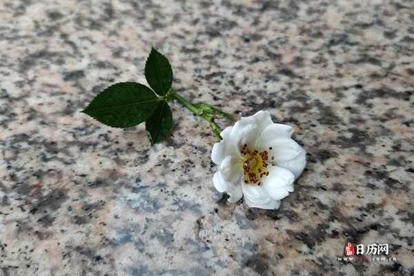 下雨天雨水落在白色的月季花上