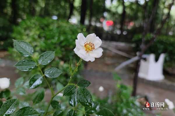 下雨天雨水落在白色的月季花上