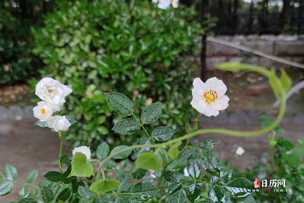 下雨天雨水落在白色的月季花上