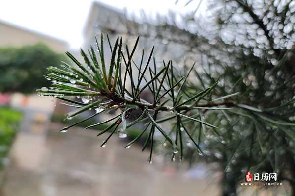 叶子上快低落的雨水