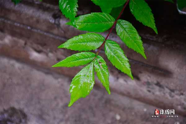 雨天户外花园绿色叶子自然植物