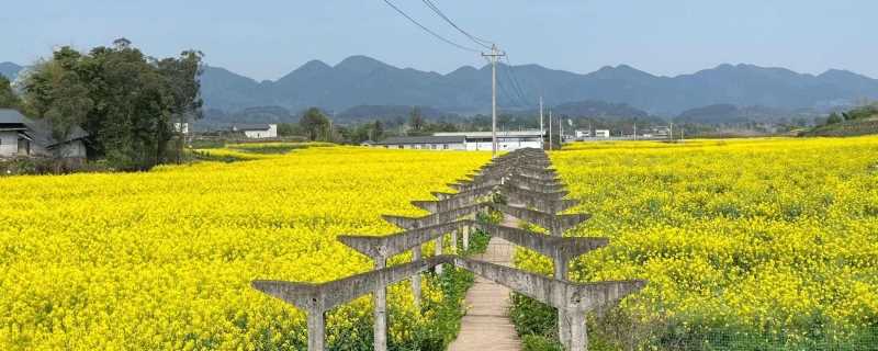 婺源篁岭一日游旅游攻略 婺源篁岭一日游怎么安排