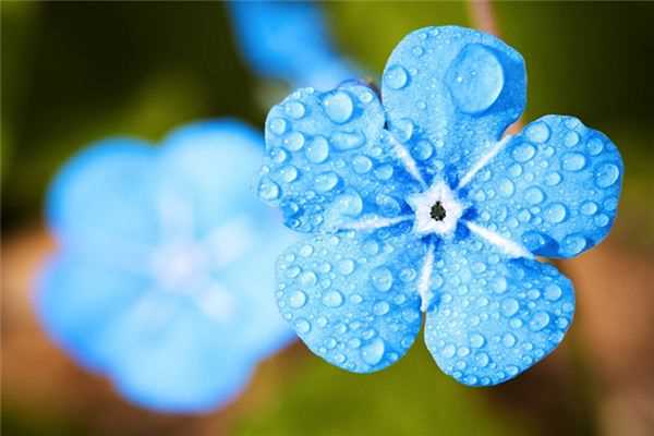 梦见春天细雨