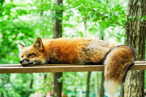 梦见已死的猎物