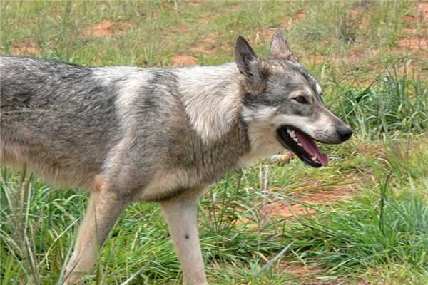 梦见狂犬病