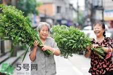 夏天可以用艾草驱蚊吗？夏天可