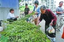 夏天可以用艾草驱蚊吗？夏天可不可以用艾草驱蚊？