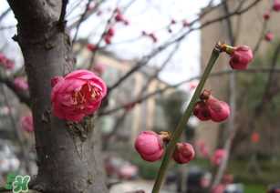 立春后种什么花？立春时开的花有哪些？