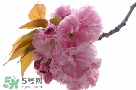 3月初日本的樱花开了吗？2017年日本樱花季预测