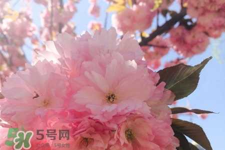 3月初日本的樱花开了吗？2017年日本樱花季预测