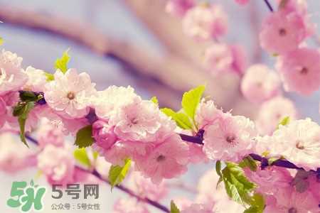 3月初日本的樱花开了吗？2017年日本樱花季预测