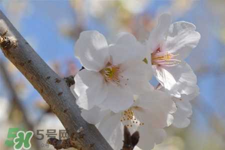 樱花是樱桃树的花吗？樱桃花和