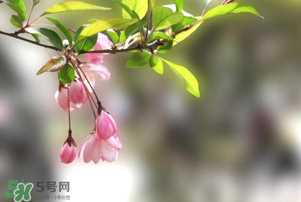 春分开什么花？春分什么花开？