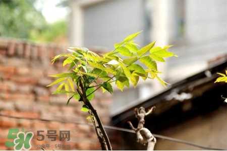 植树节可以去哪里种树？植树节可以去哪里植树？