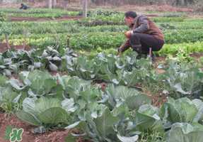 清明节种什么菜？清明节前后种什么菜？