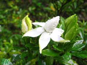 2017年梅雨季节是几月？2017年梅雨季节是什么时候？