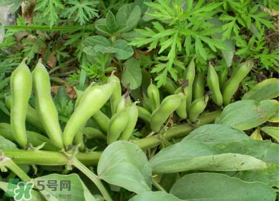 夏天可以种什么蔬菜？夏天适合种什么蔬菜？