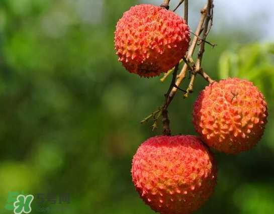 8月份还有荔枝吗？荔枝几月份下市？