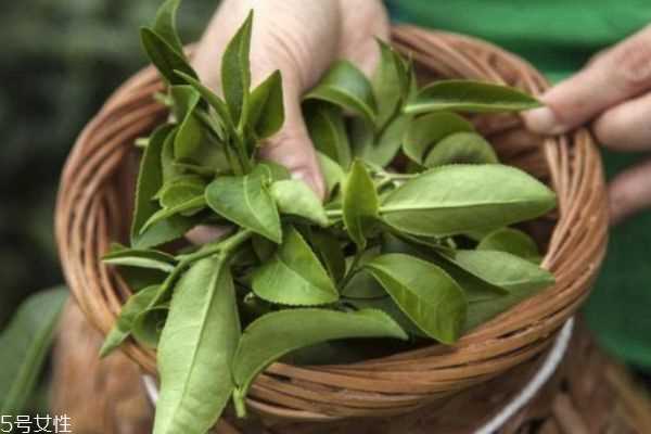 用茶叶泡脚有什么好处 小茶