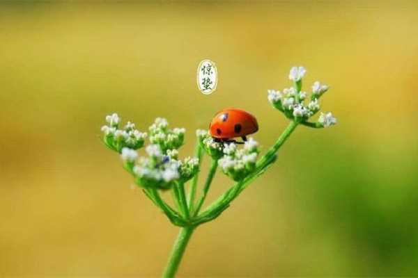 惊蛰要吃梨是什么原因 惊蛰有什么讲究