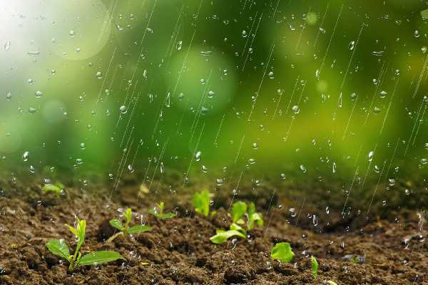 雨水节气一定会下雨吗 雨水