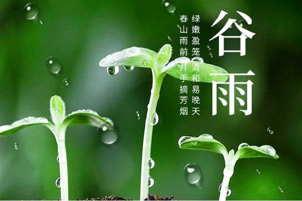 谷雨节气的特点和风俗 谷雨